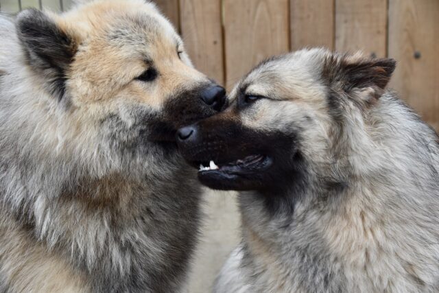 cani si danno i baci