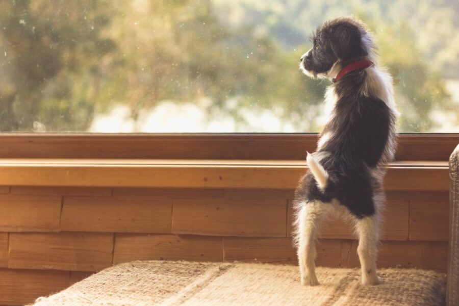 cucciolo di cane in equilibrio su due zampe