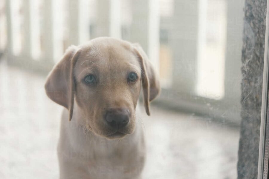 cucciolo di golden retriever