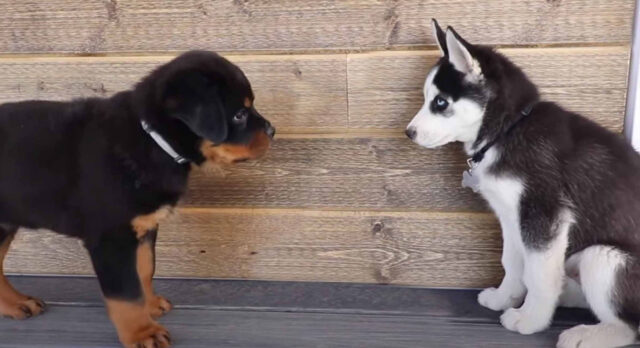 Due cuccioli insieme che si guardano