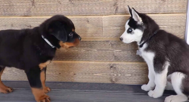 Il cucciolo di Rottweiler e il cucciolo di Husky si incontrano per la prima volta ed è subito amore (video)