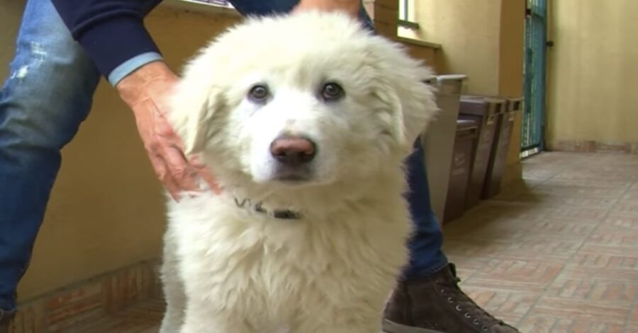 Golia, cucciolo adottato da Mario Tindari