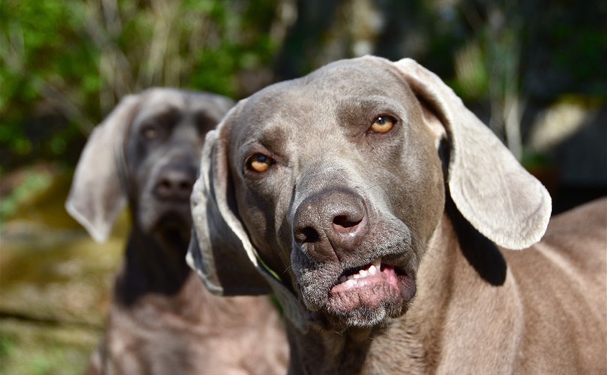 cane guarda