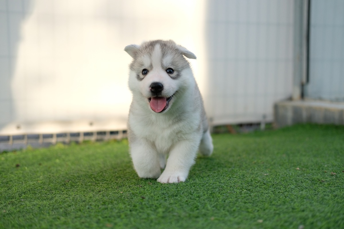 cane corre