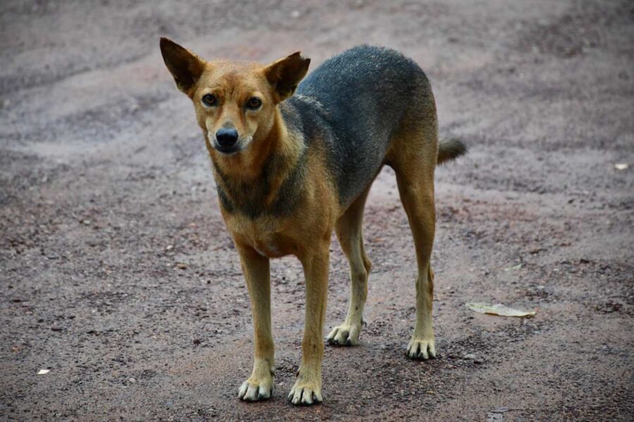 cane randagio con problema all'orecchio