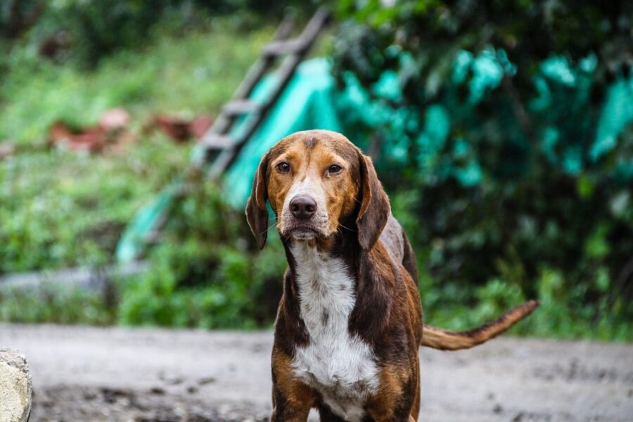 cane randagio in campagna