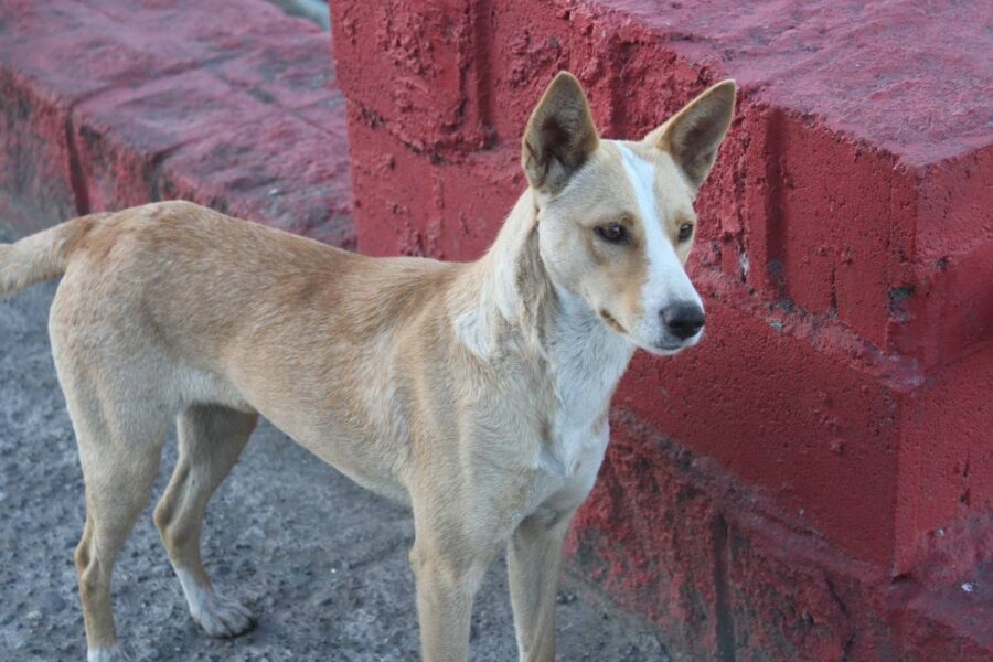 cane accanto a un muro rosso