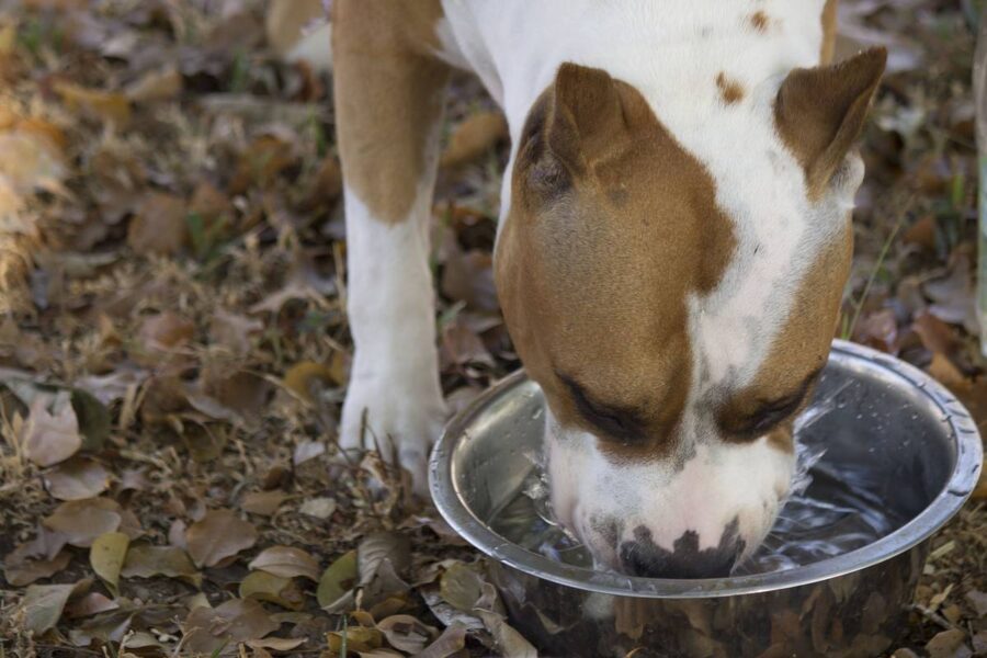 cane beve acqua