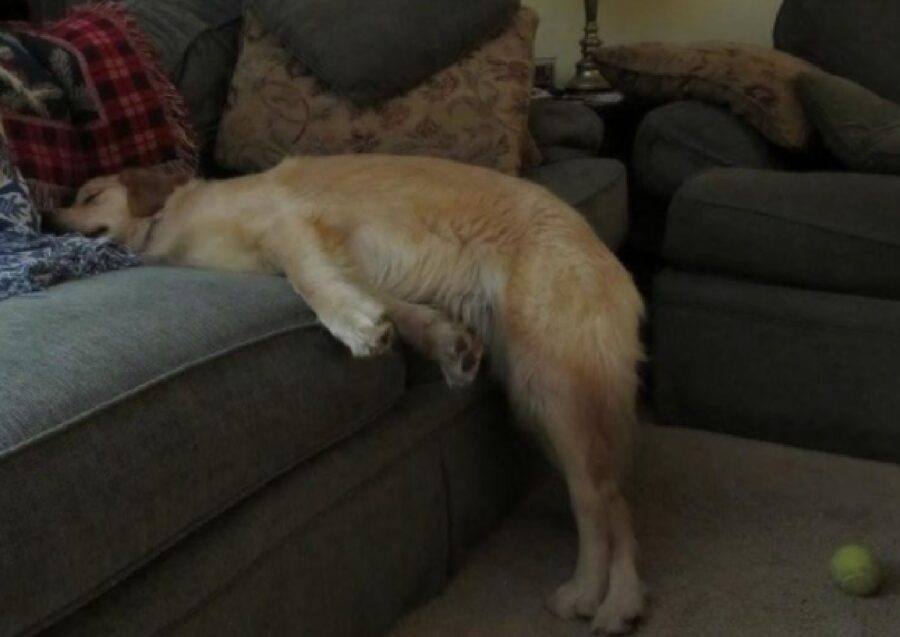 cane dorme in posizione strana