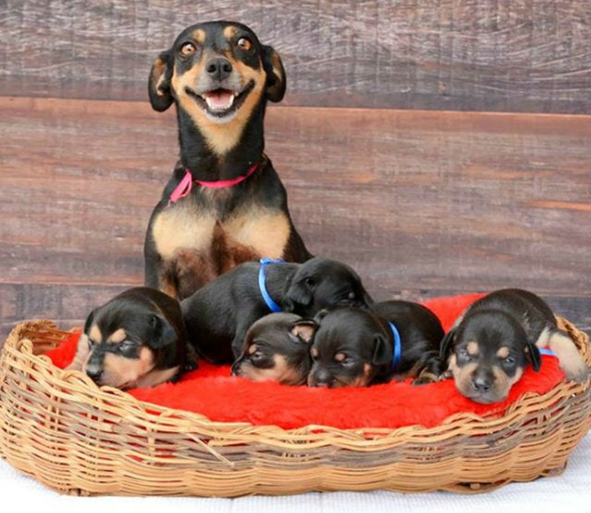 cane e cucciolata