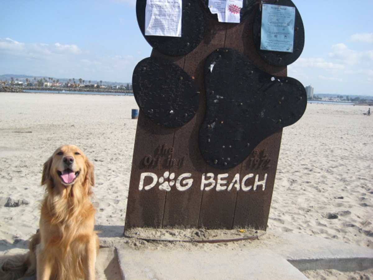 cane sulla spiaggia