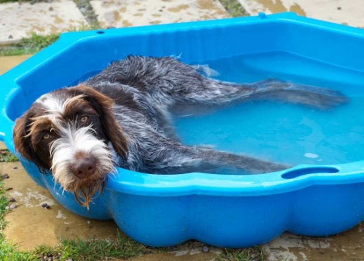 cane nella piscina