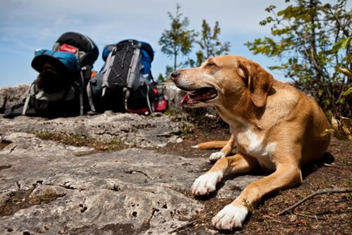 cane in montagna