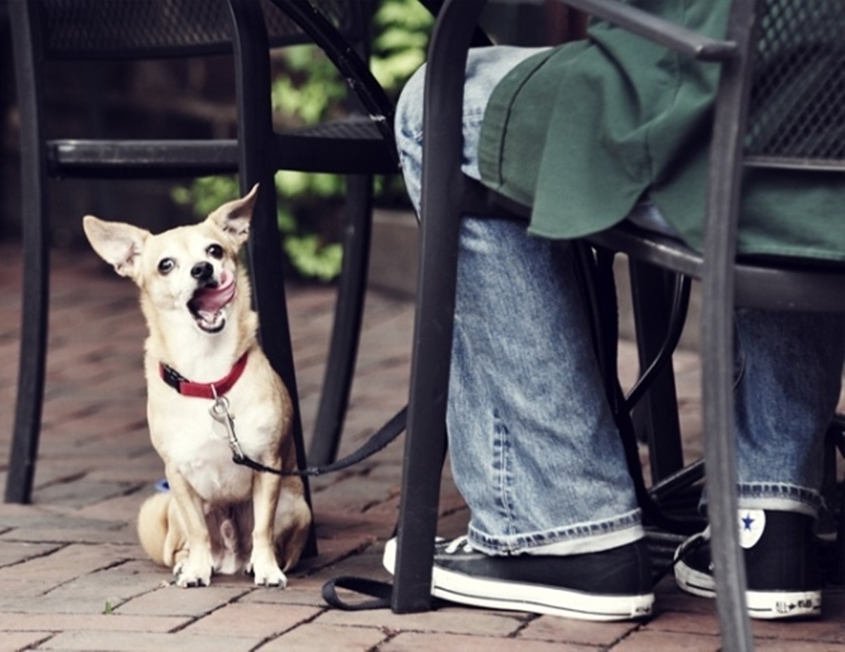 cane al ristorante