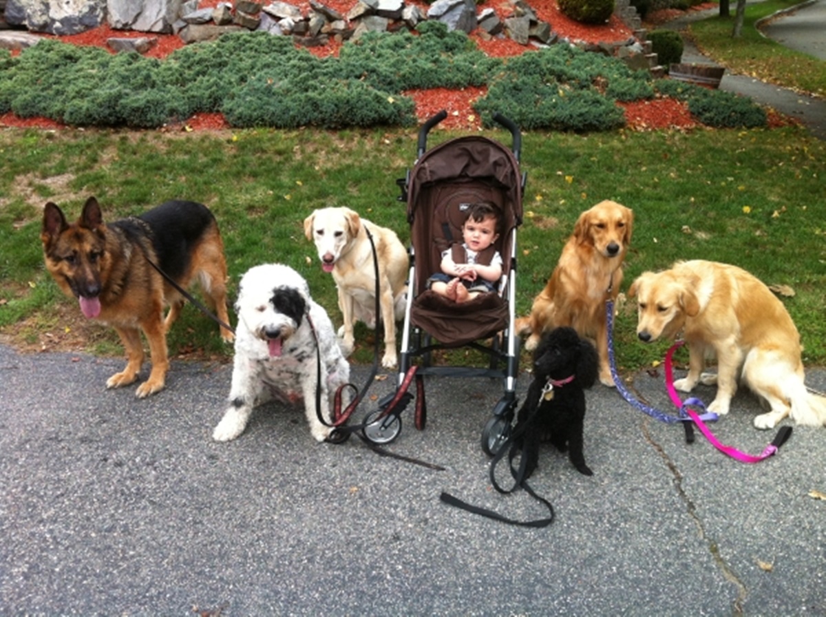 cani al parco con bambino