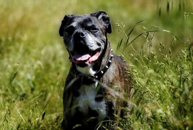 Falsi miti sui cani: i 5 più sbagliati da sfatare assolutamente