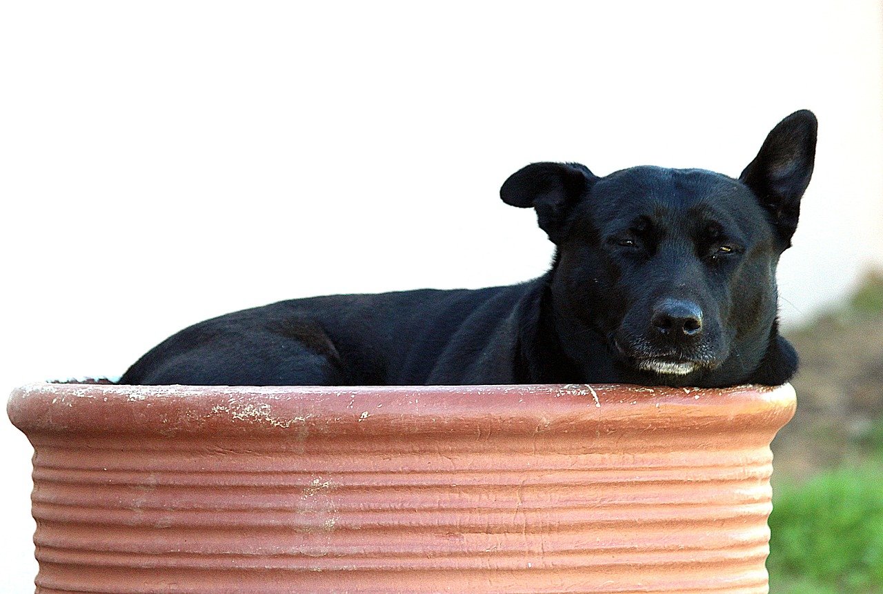 cane dentro la coccia