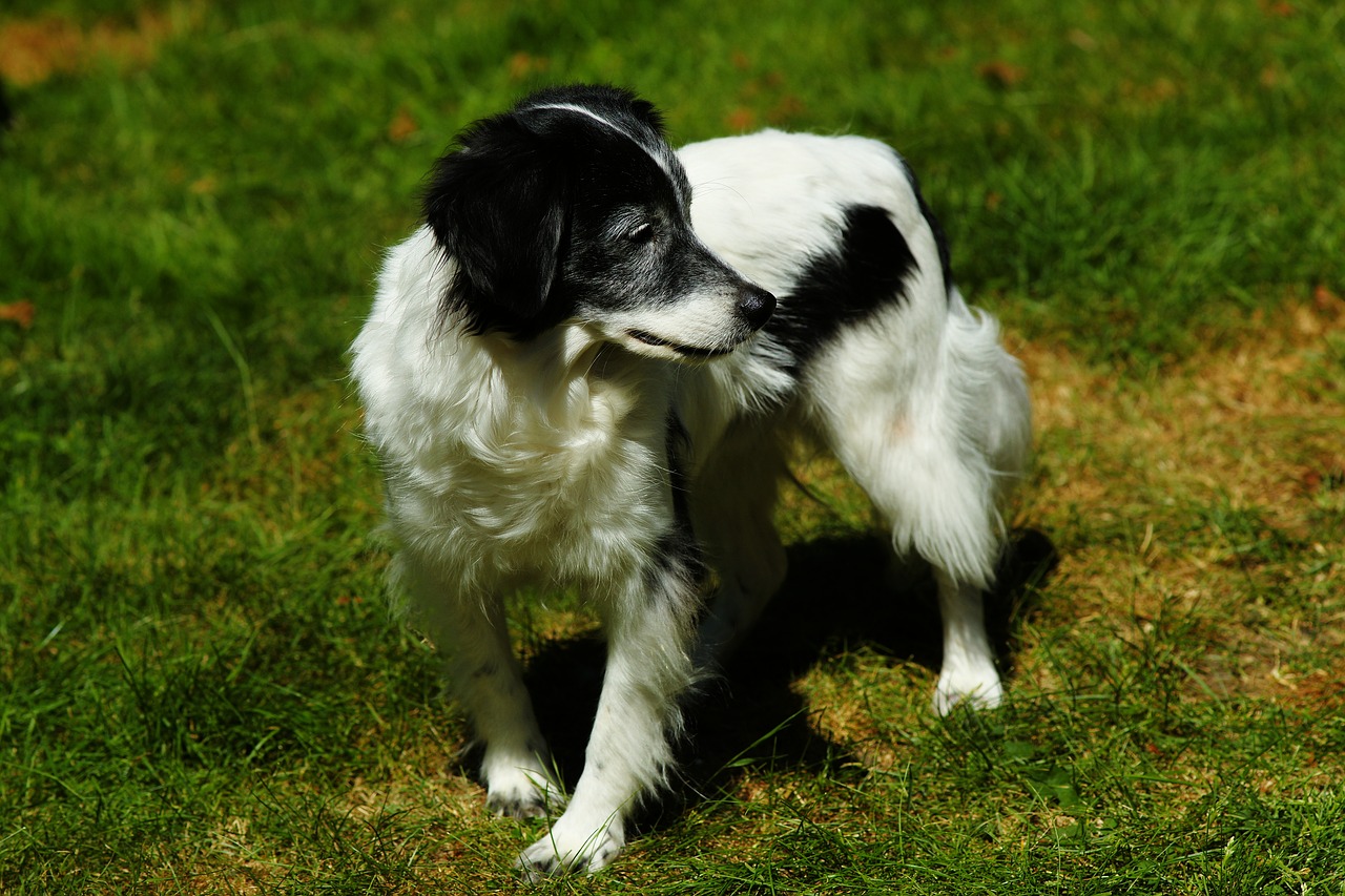 cane nel giardino