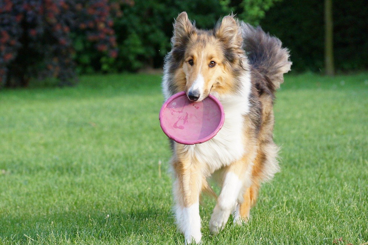 cane e frisbee