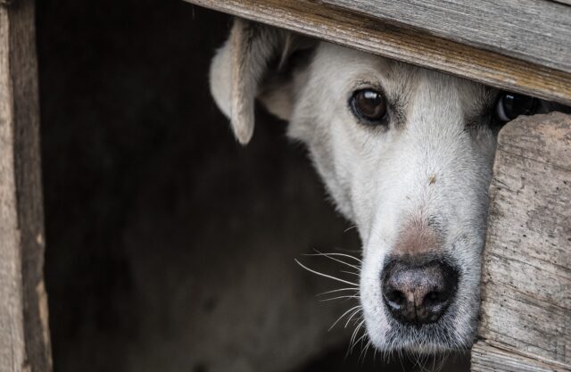 Come far stare calmo il cane durante i lavori in casa?