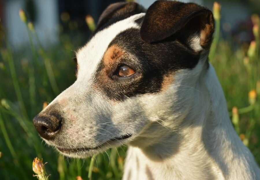 cucciolo sguardo rivolto orizzonte