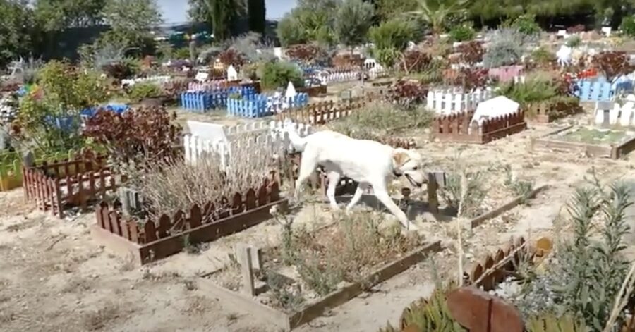 cane al cimitero