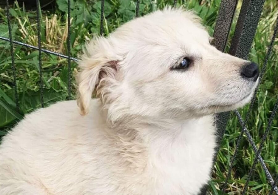 cucciolo cane bianco nebbia dietro siepe