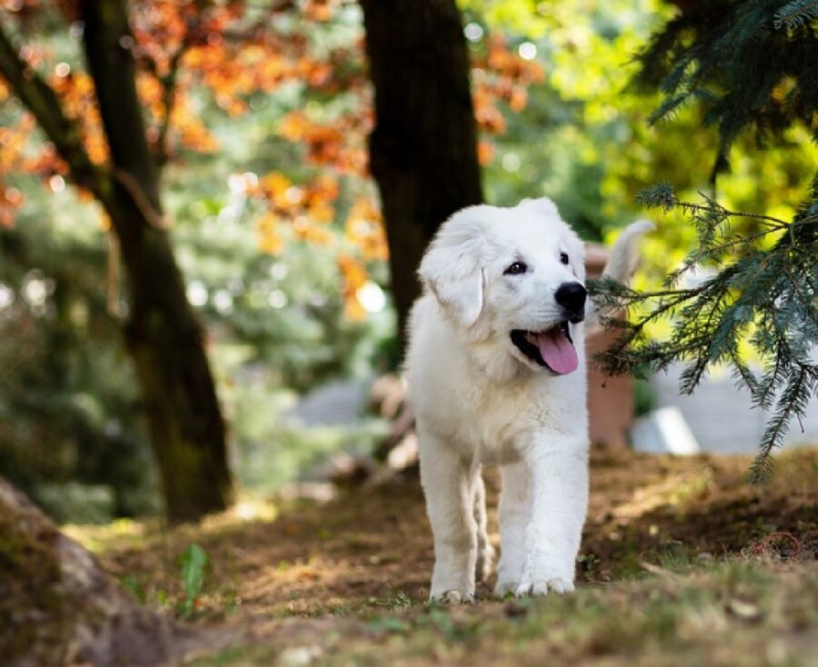 cane bianco piccolo bosco