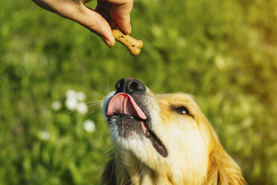 cucciolo di golden retriever