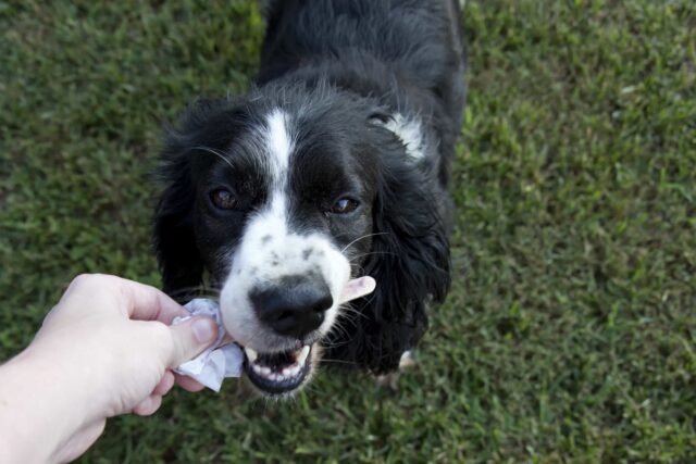 Posso dare un ghiacciolo al cucciolo di cane?