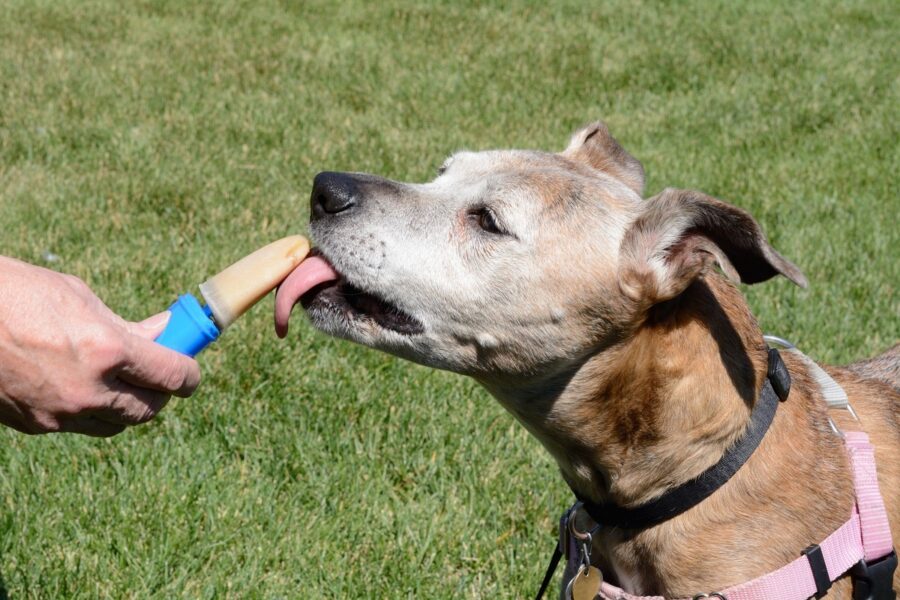 cane lecca ghiacciolo