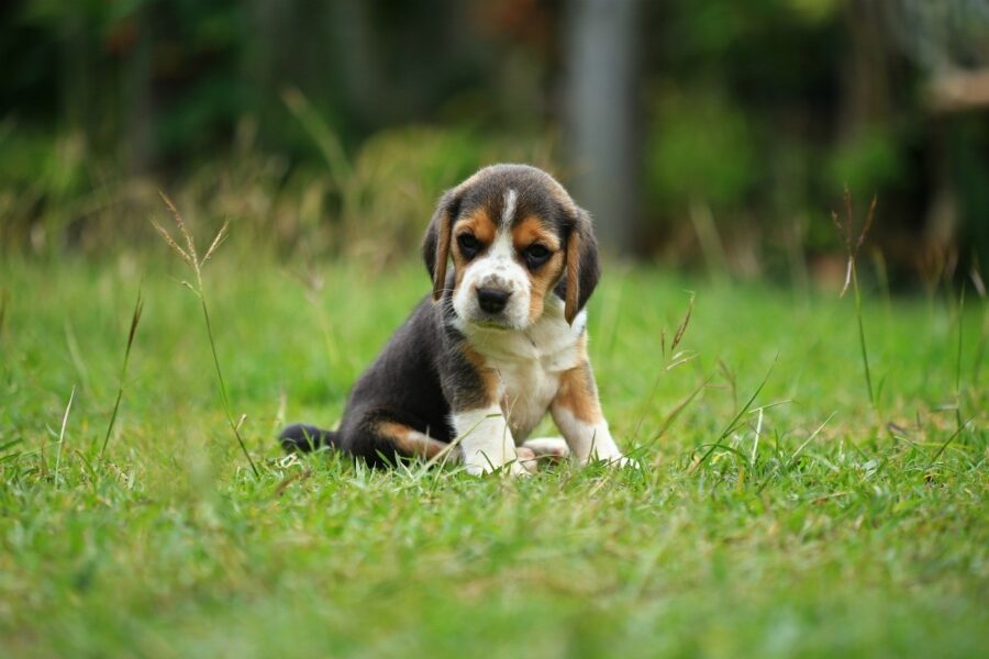 cucciolo di beagle all'aperto