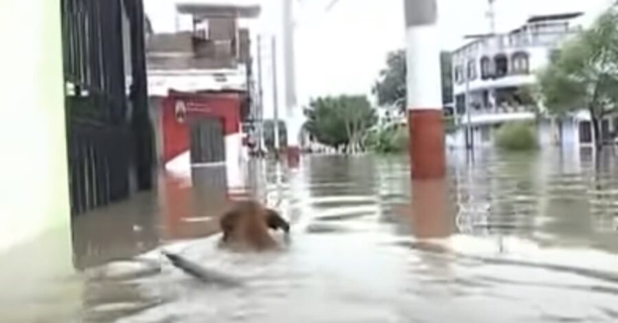 cagnolina in acqua