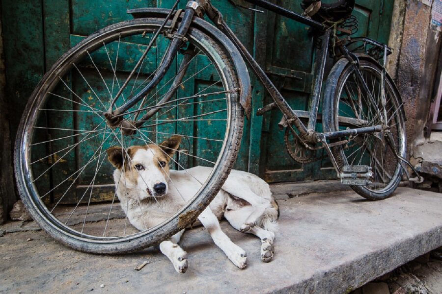 cane sdraiato bici