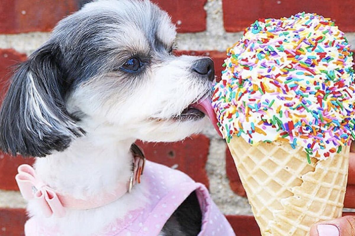 cucciolo mangia il gelato