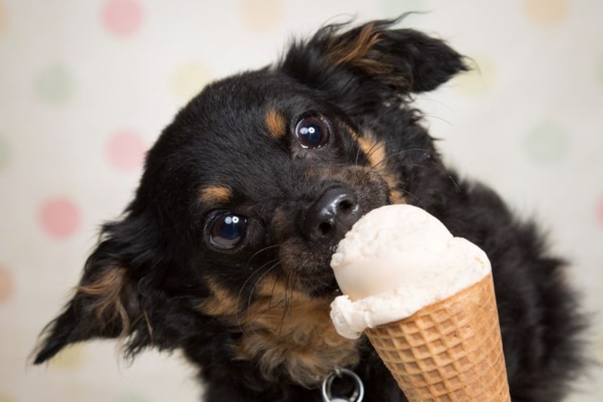 cucciolo mangia il gelato del padrone 