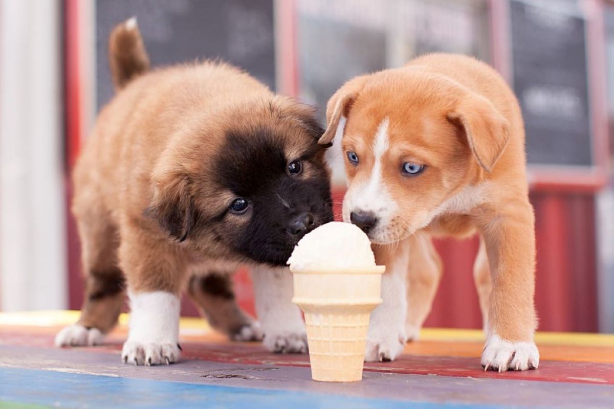 cuccioli mangiano il gelato