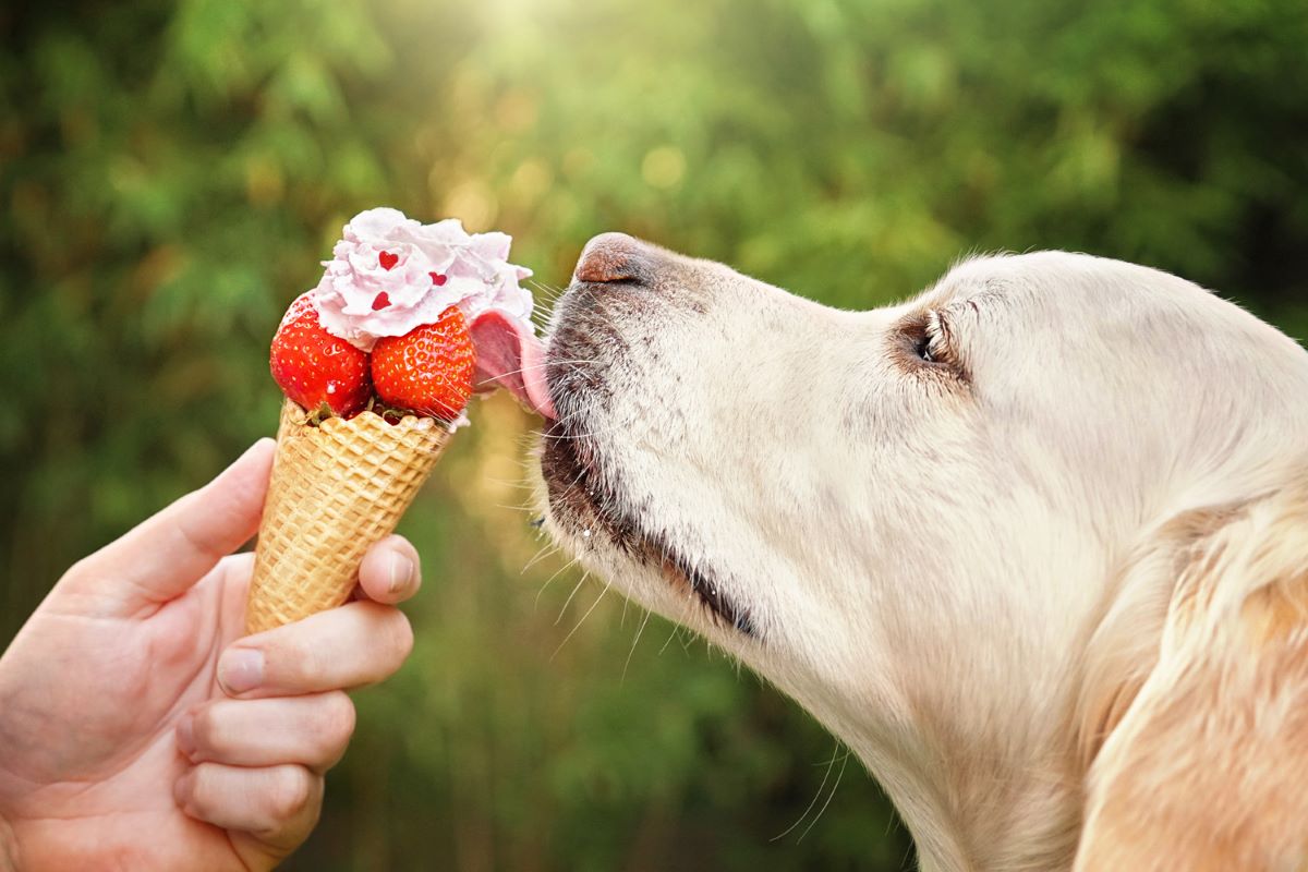 cagnolino mangia il gelato