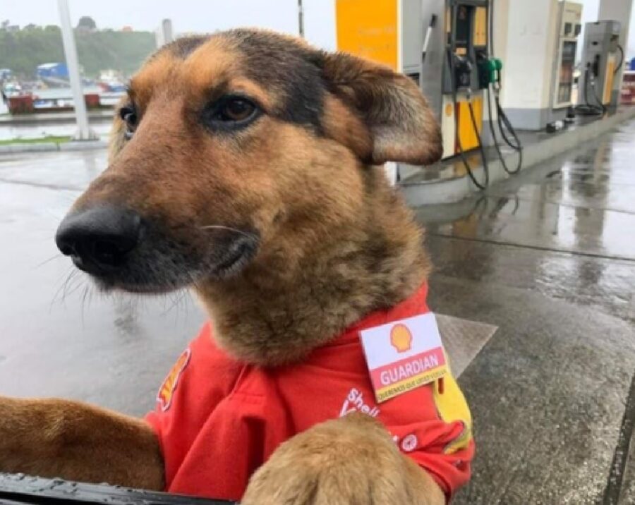 cane vestito rosso distributore