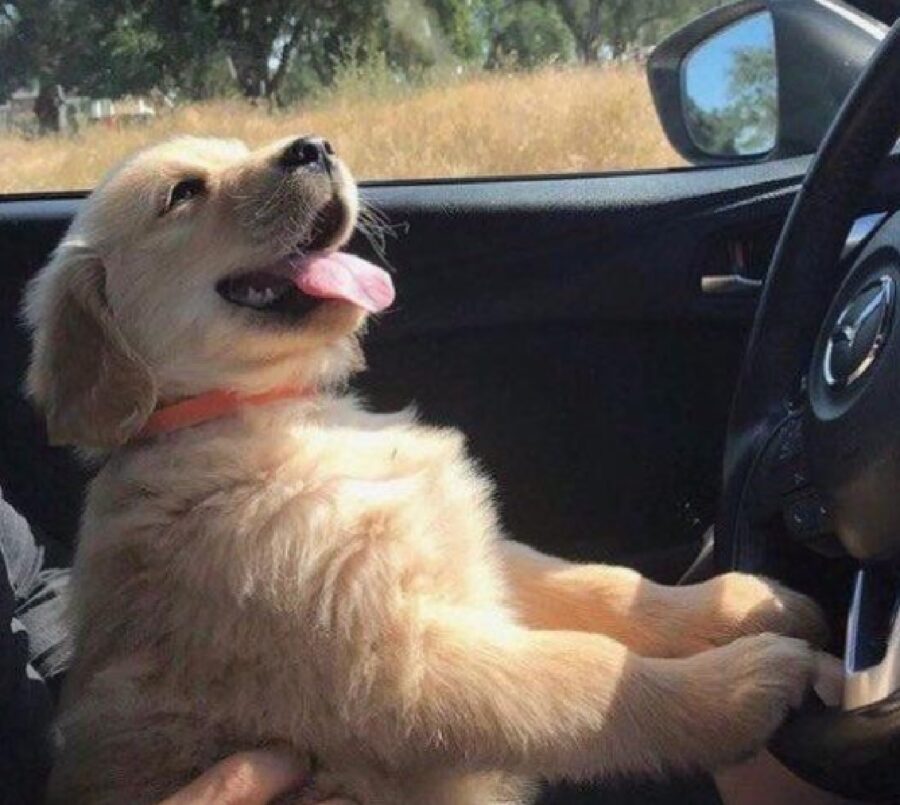 cucciolo prime guide auto