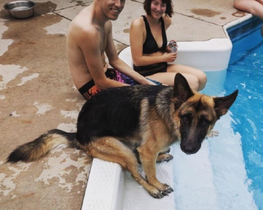 cane pastore tedesco giornata piscina