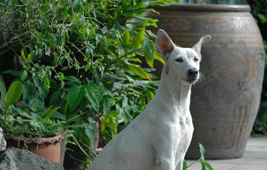 cucciolo piante vasi