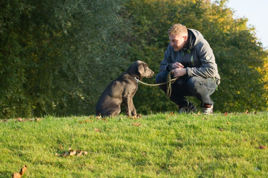 cane cucciolo spasso