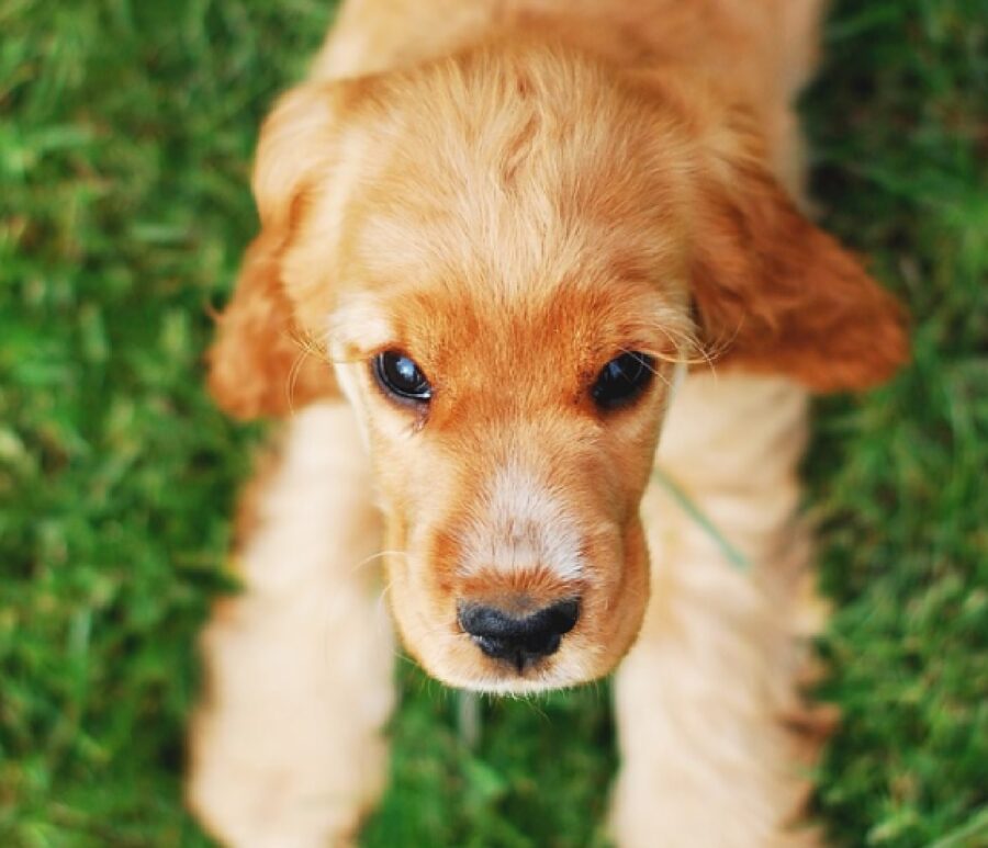 cocker spaniel triste accdimento