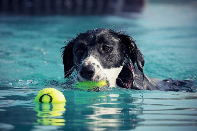 Insegnare al cane a nuotare: 3 passaggi per farlo in totale sicurezza