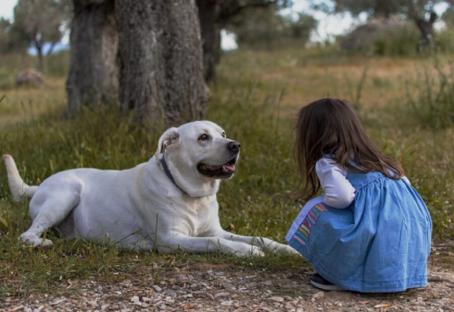 ragazzina vicino cane guarda occhi