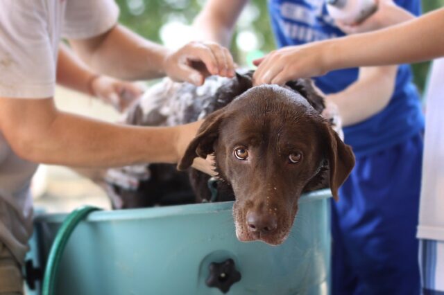 Lavare il cane senza bagnetto: i 5 metodi più raccomandati