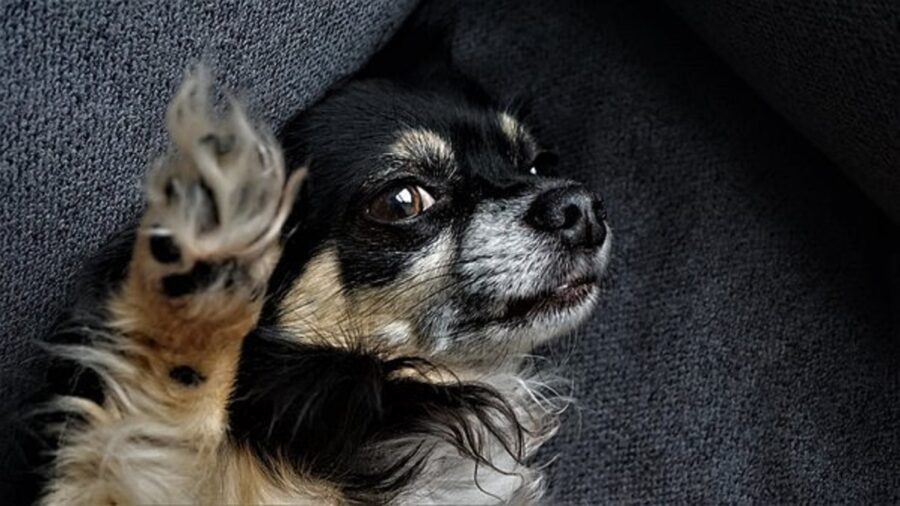 cane peloso divano