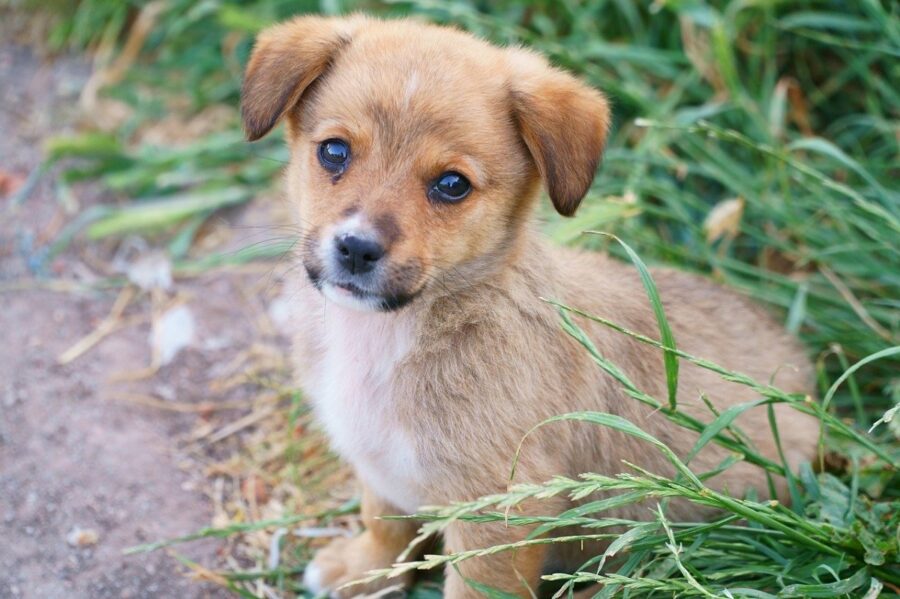 cane tenero piccolo