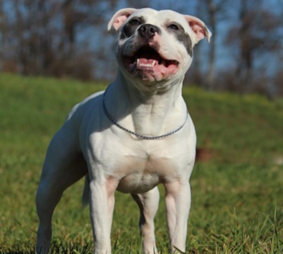 cane staffordshire giornata parco